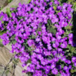 Meet your Posher, Brenda